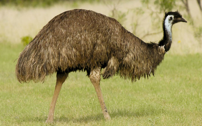 Emu