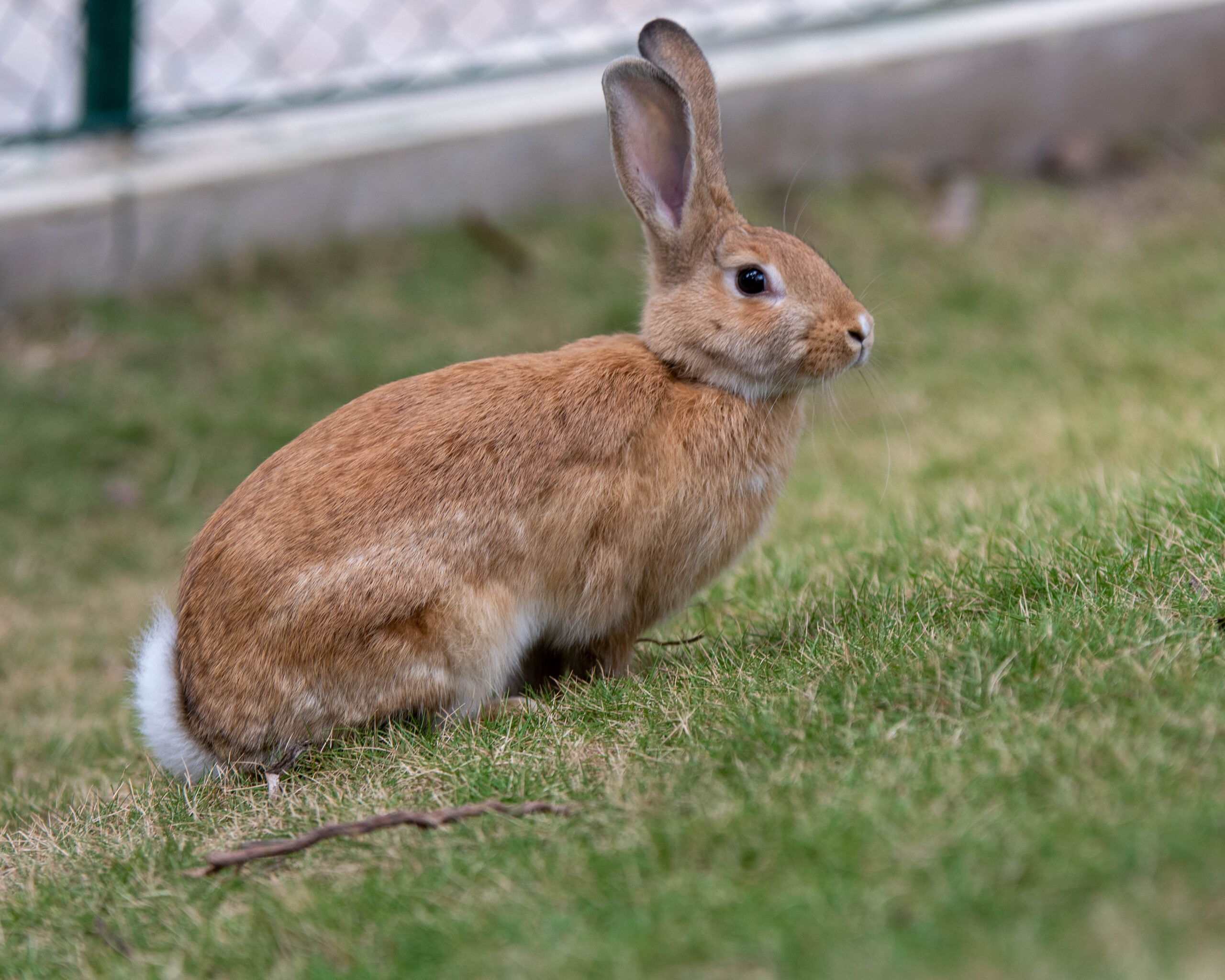 Rabbit – Hope Zoo